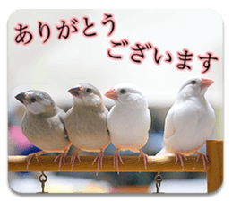 Baby Java sparrow photo stickers sticker #13762495