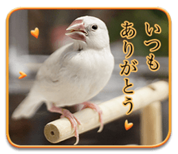 Baby Java sparrow photo stickers sticker #13762496
