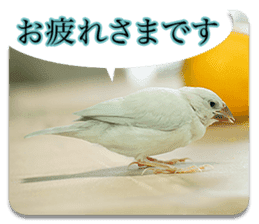 Baby Java sparrow photo stickers sticker #13762497