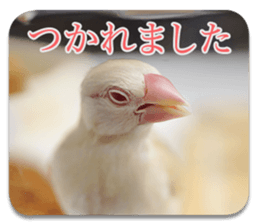 Baby Java sparrow photo stickers sticker #13762498