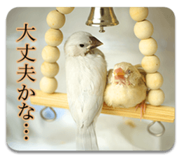 Baby Java sparrow photo stickers sticker #13762499