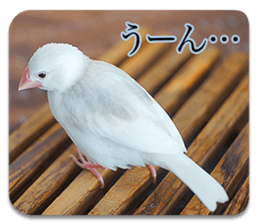Baby Java sparrow photo stickers sticker #13762500