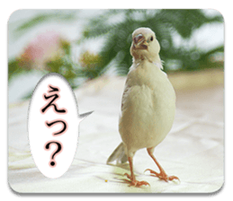 Baby Java sparrow photo stickers sticker #13762501