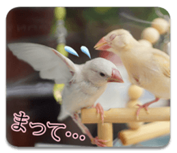 Baby Java sparrow photo stickers sticker #13762502