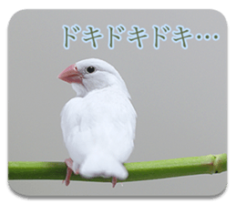 Baby Java sparrow photo stickers sticker #13762503
