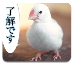 Baby Java sparrow photo stickers sticker #13762504