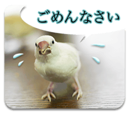Baby Java sparrow photo stickers sticker #13762505