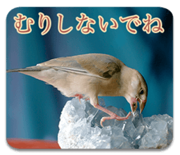 Baby Java sparrow photo stickers sticker #13762506