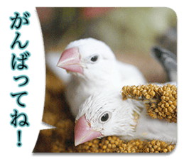 Baby Java sparrow photo stickers sticker #13762507