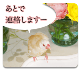 Baby Java sparrow photo stickers sticker #13762508