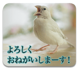 Baby Java sparrow photo stickers sticker #13762509