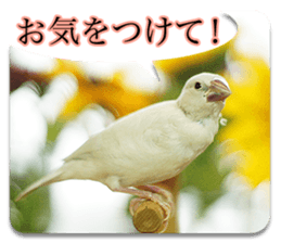 Baby Java sparrow photo stickers sticker #13762510