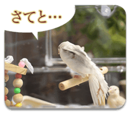 Baby Java sparrow photo stickers sticker #13762511