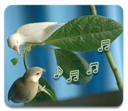 Baby Java sparrow photo stickers sticker #13762512