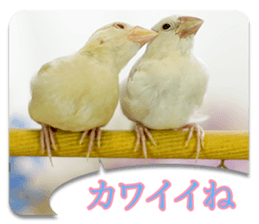 Baby Java sparrow photo stickers sticker #13762513