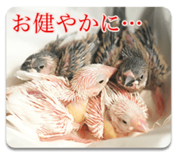 Baby Java sparrow photo stickers sticker #13762514