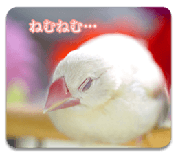 Baby Java sparrow photo stickers sticker #13762515
