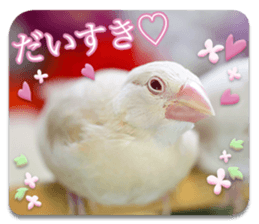 Baby Java sparrow photo stickers sticker #13762516
