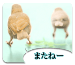Baby Java sparrow photo stickers sticker #13762517