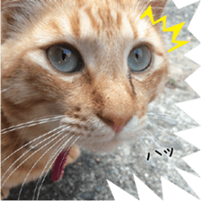 nekoneko-Real sticker #13763226