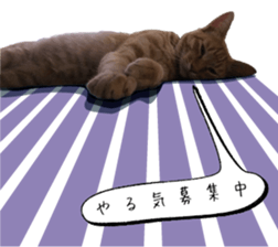 nekoneko-Real sticker #13763233