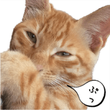 nekoneko-Real sticker #13763235