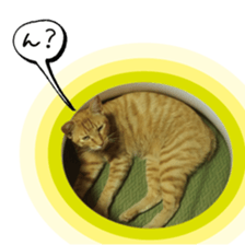 nekoneko-Real sticker #13763236