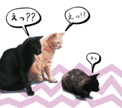 nekoneko-Real sticker #13763237