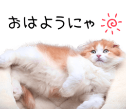 Qoo-chan1 sticker #13765542