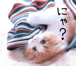 Qoo-chan1 sticker #13765550