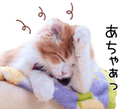 Qoo-chan1 sticker #13765556