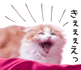 Qoo-chan1 sticker #13765557