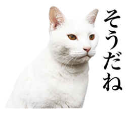 Photograph of cats 2 sticker #13766715