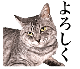 Photograph of cats 2 sticker #13766717