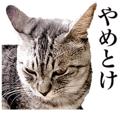 Photograph of cats 2 sticker #13766718