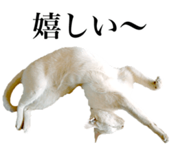 Photograph of cats 2 sticker #13766722