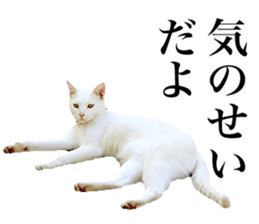 Photograph of cats 2 sticker #13766723