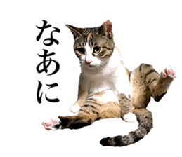 Photograph of cats 2 sticker #13766724