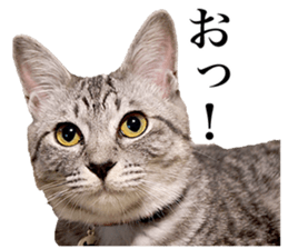 Photograph of cats 2 sticker #13766725