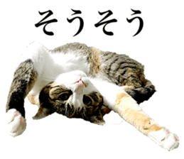 Photograph of cats 2 sticker #13766726