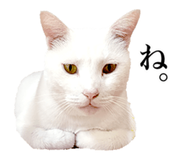Photograph of cats 2 sticker #13766728