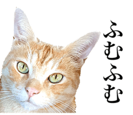 Photograph of cats 2 sticker #13766730
