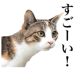 Photograph of cats 2 sticker #13766734