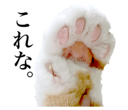Photograph of cats 2 sticker #13766735