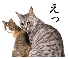 Photograph of cats 2 sticker #13766736