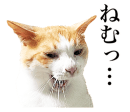 Photograph of cats 2 sticker #13766737