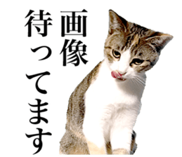 Photograph of cats 2 sticker #13766738