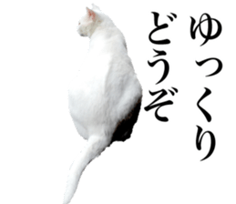 Photograph of cats 2 sticker #13766739