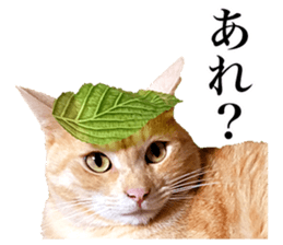 Photograph of cats 2 sticker #13766740