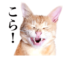 Photograph of cats 2 sticker #13766741